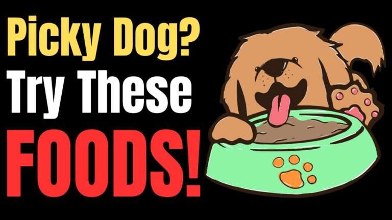 Picky Dog? Try These Foods!
