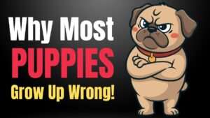 Puppy Socialization: The Critical 16-Week Window