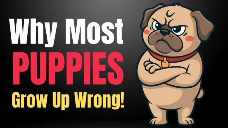 Puppy Socialization: The Critical 16-Week Window