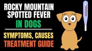 Rocky Mountain Spotted Fever: A Guide to This Tick-Borne Dog Disease