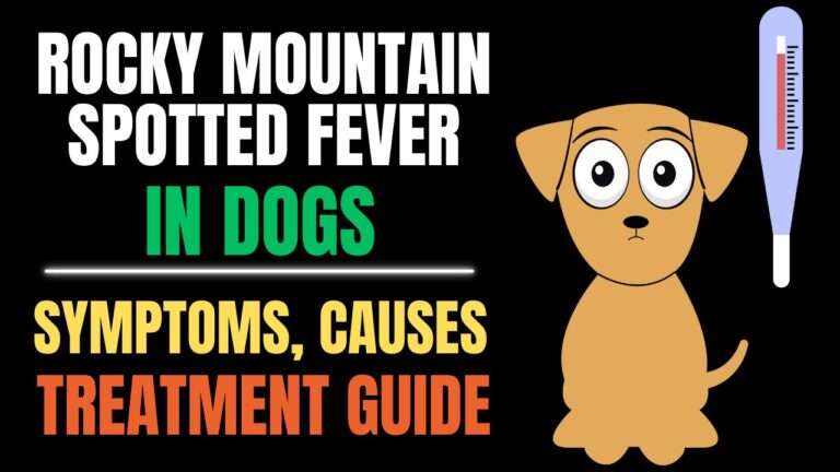 Rocky Mountain Spotted Fever: A Guide to This Tick-Borne Dog Disease