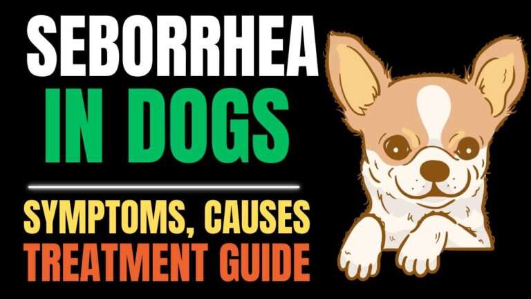Seborrhea in Dogs – Complete Guide to Symptoms and Care