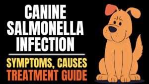 Understanding Canine Salmonella Infection