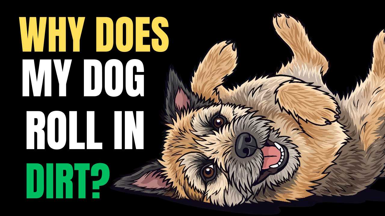 Why Does My Dog Roll in Dirt?