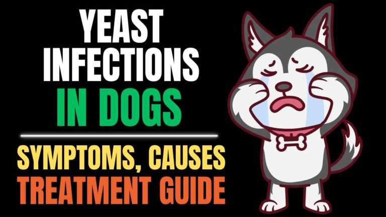 Yeast Infections in Dogs