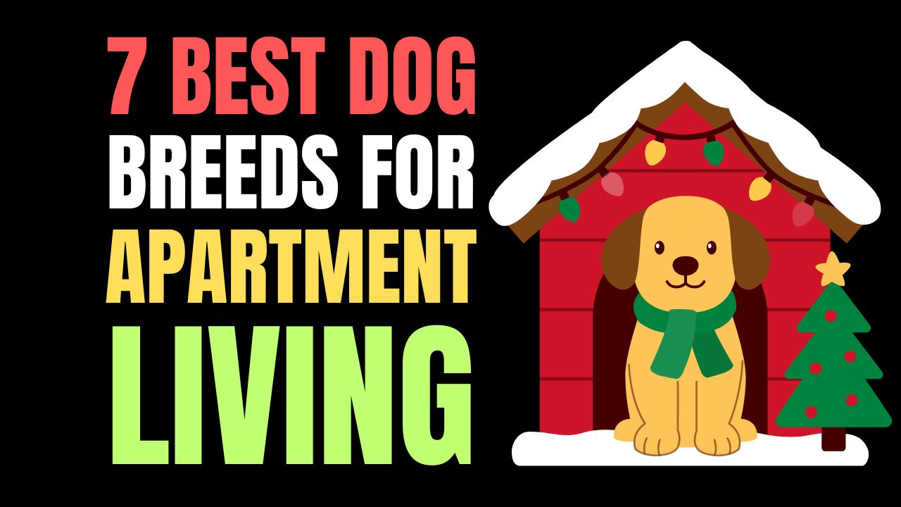7 Best Dog Breeds for Apartment Living7 Best Dog Breeds for Apartment Living