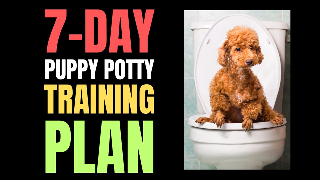 7-Day Puppy Potty Training Plan