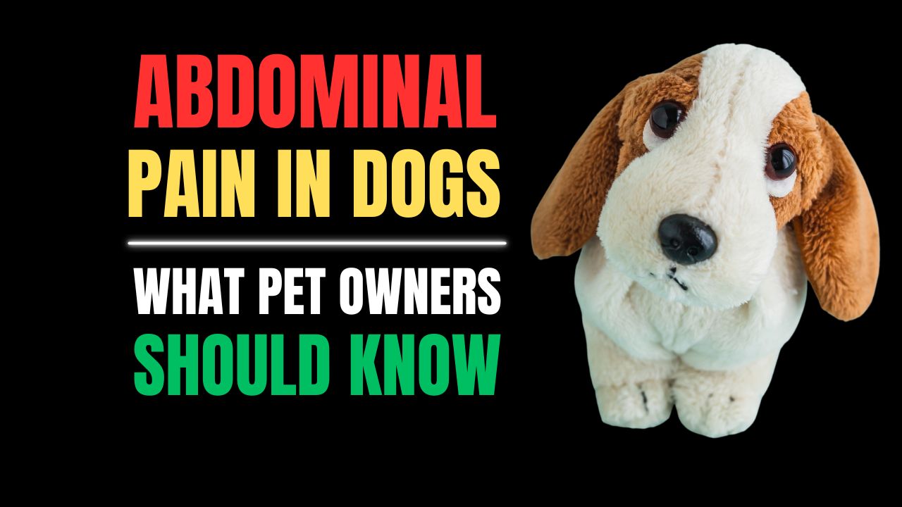 Abdominal Pain in Dogs