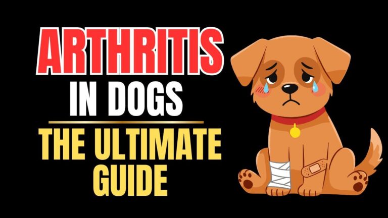 Arthritis in Dogs