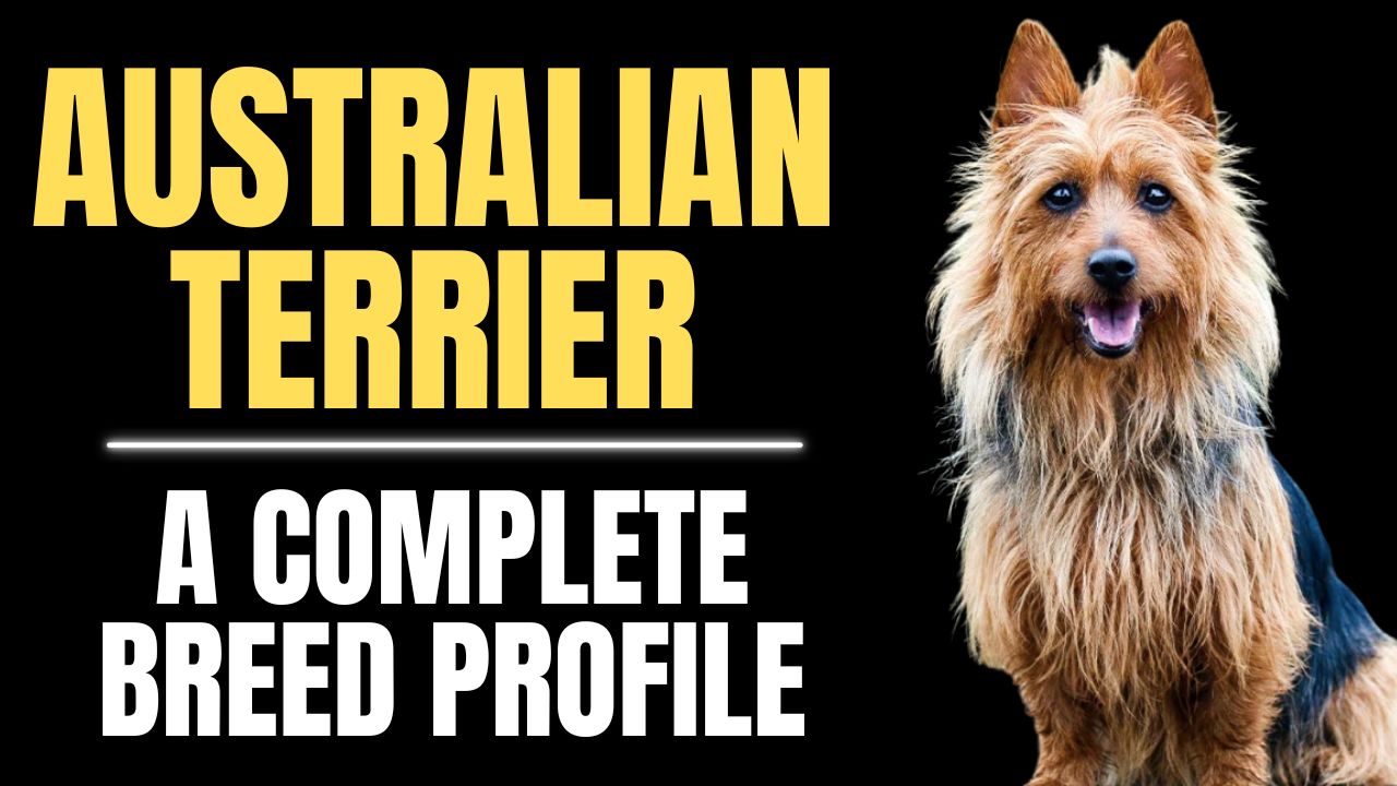 Australian Terrier