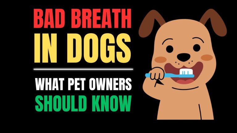 Bad Breath (Uremic Odor) in Dogs