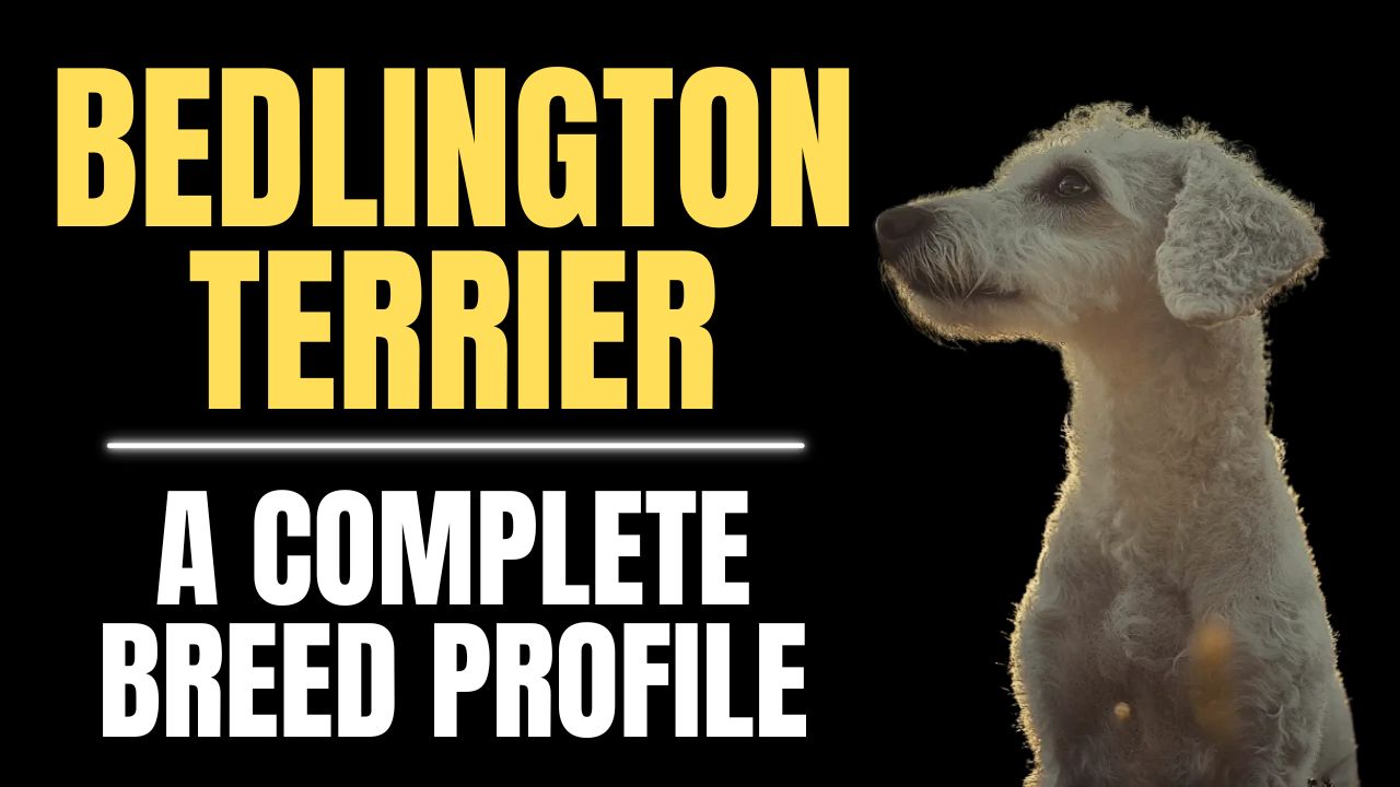 Bedlington Terrier