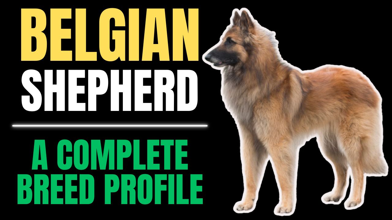 Belgian Shepherd