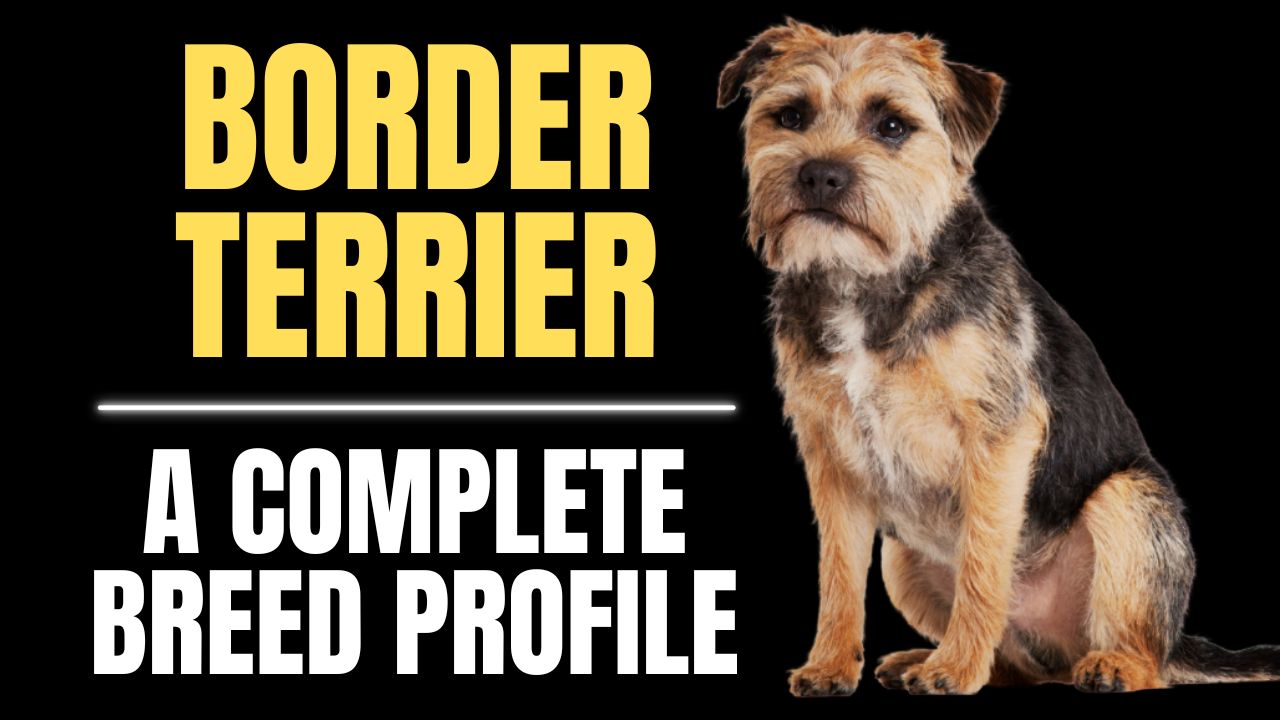 Border Terrier