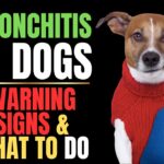 Bronchitis in Dogs