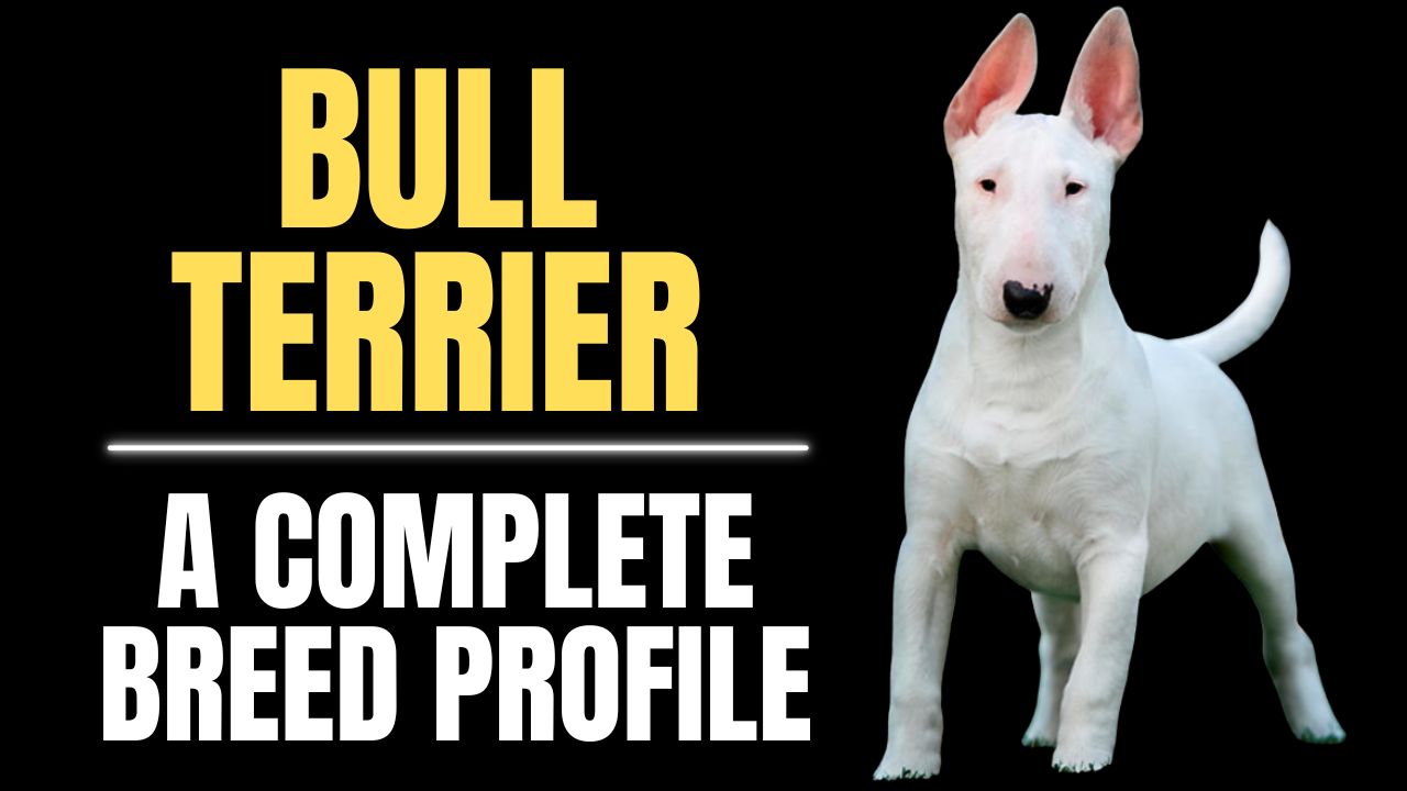 Bull Terrier