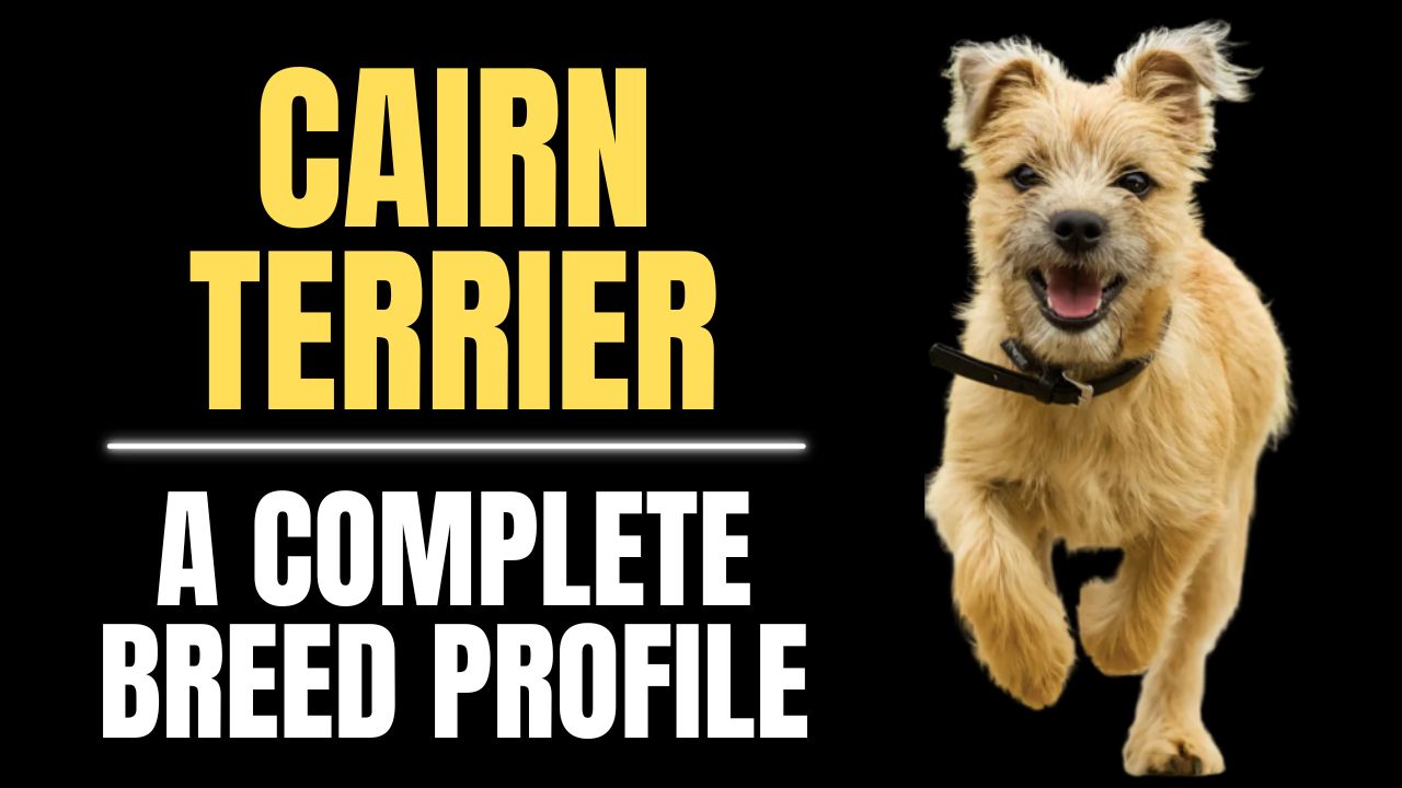Cairn Terrier
