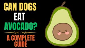 Can Dogs Eat Avocado? A Complete Guide