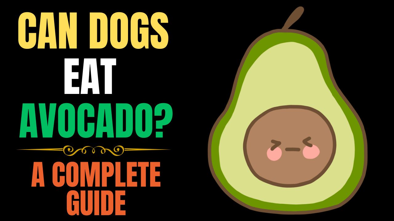 Can Dogs Eat Avocado? A Complete Guide