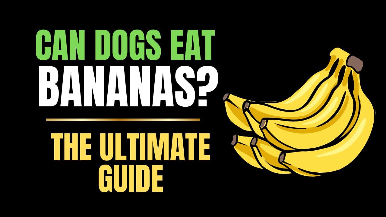 Can Dogs Eat Bananas?