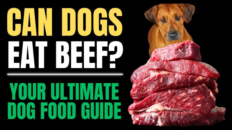 Can Dogs Eat Beef?