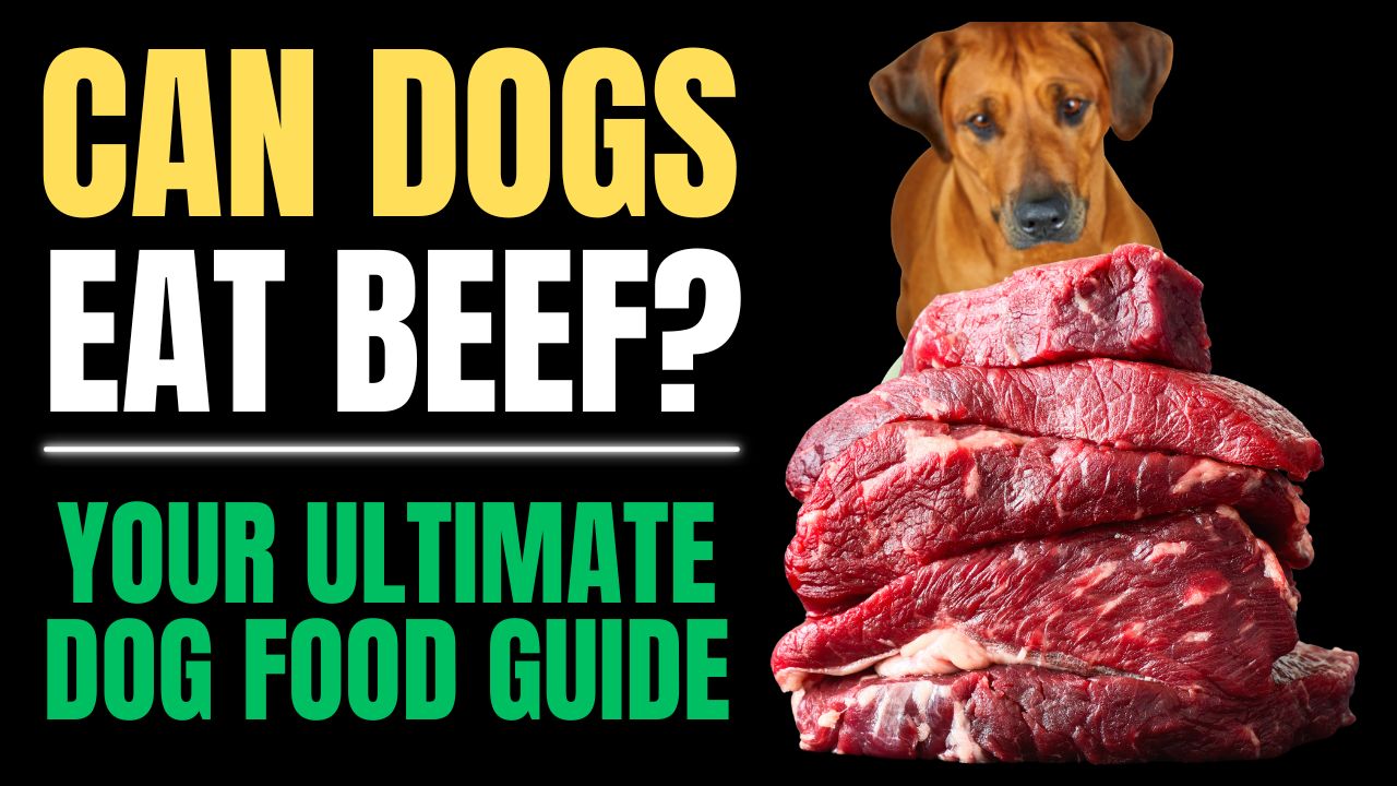 Can Dogs Eat Beef?