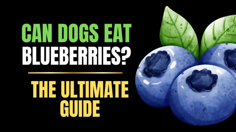 Can Dogs Eat Blueberries?