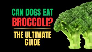 Can Dogs Eat Broccoli?