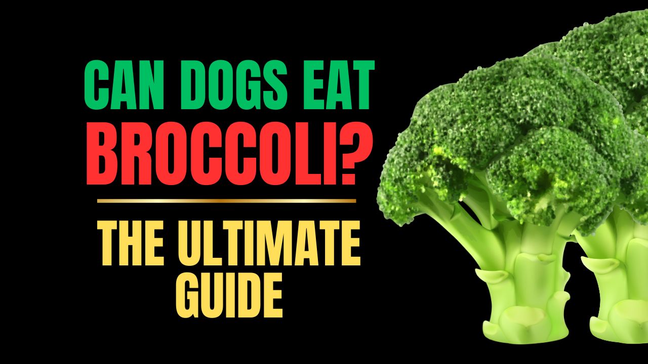 Can Dogs Eat Broccoli?