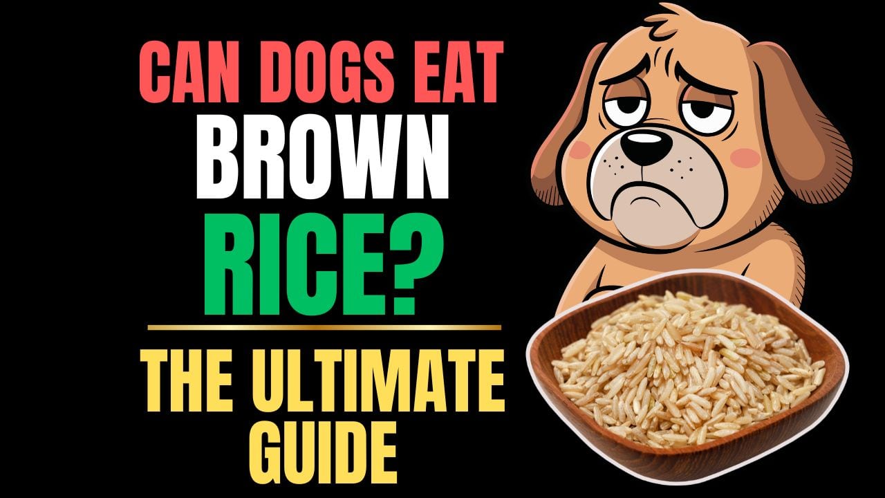 Can Dogs Eat Brown Rice?