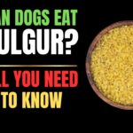 Can Dogs Eat Bulgur?
