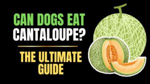Can Dogs Eat Cantaloupe?
