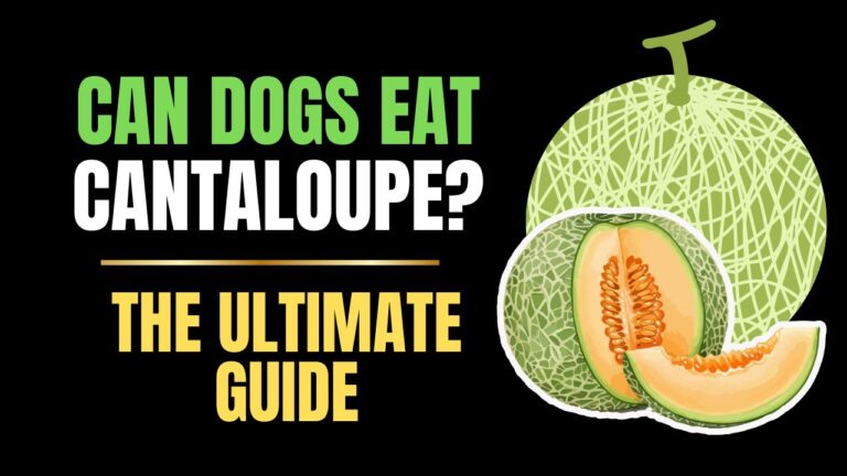 Can Dogs Eat Cantaloupe?