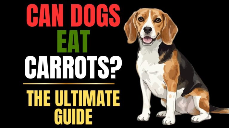 Can Dogs Eat Carrots?