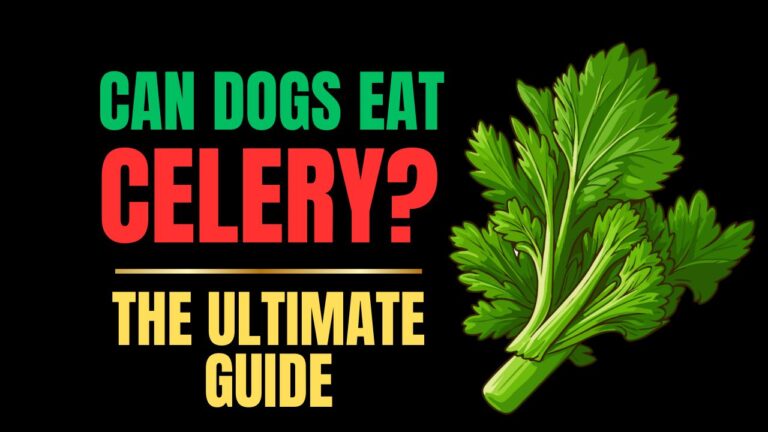 Can Dogs Eat Celery?