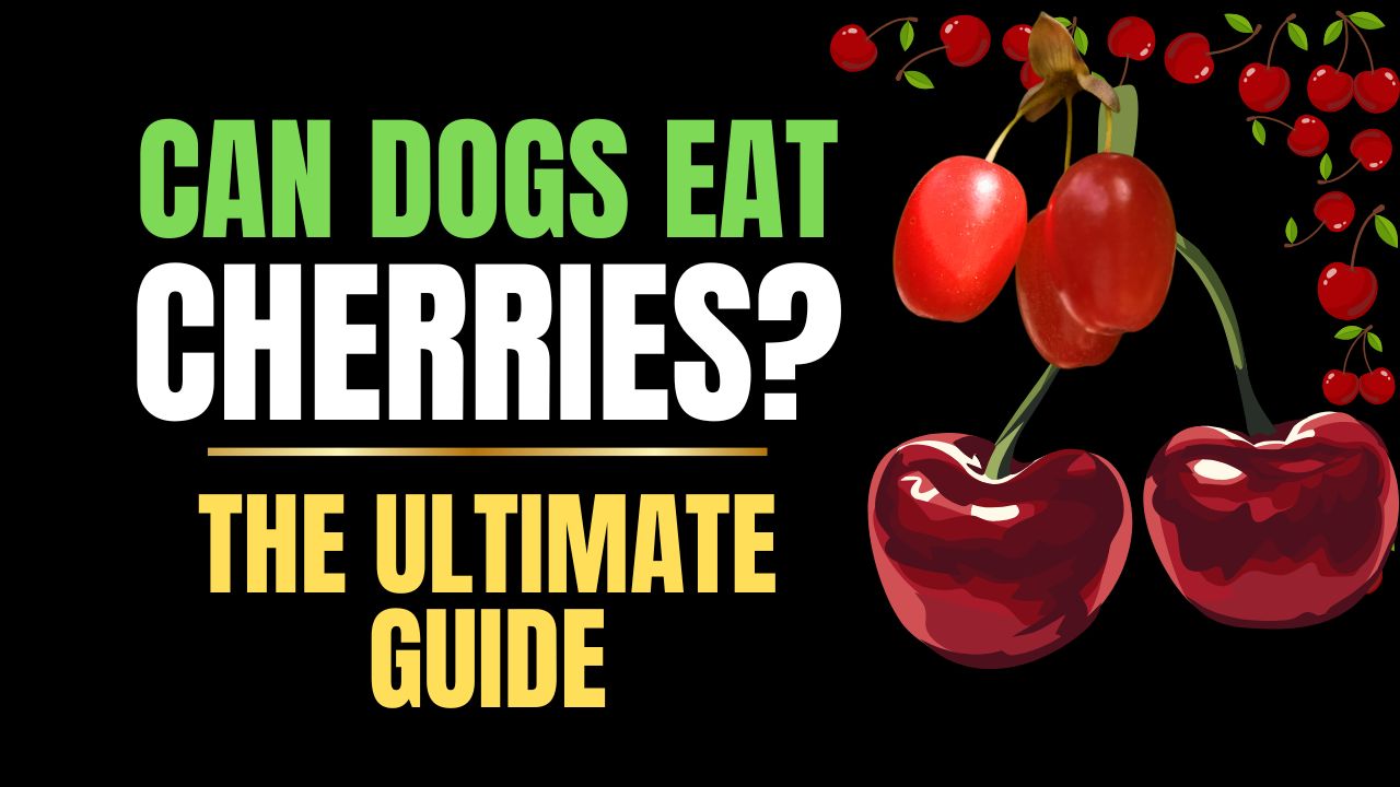 Can Dogs Eat Cherries?