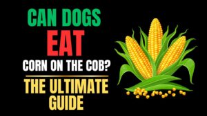 Can Dogs Eat Corn on the Cob?
