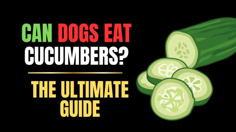 Can Dogs Eat Cucumbers?