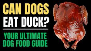 Can Dogs Eat Duck?