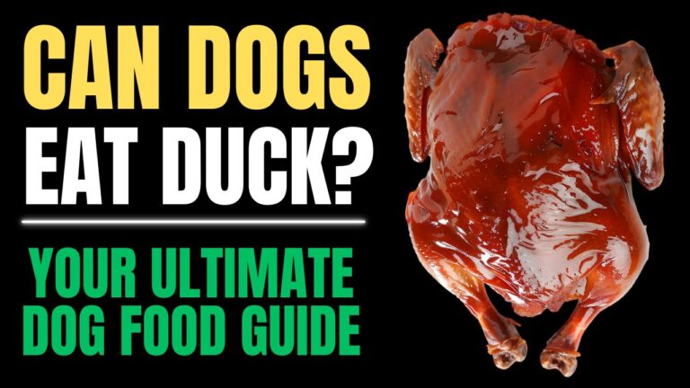 Can Dogs Eat Duck?
