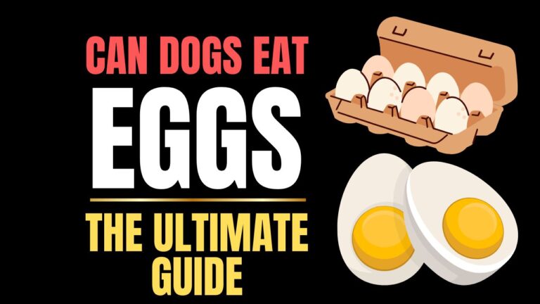 Can Dogs Eat Eggs?