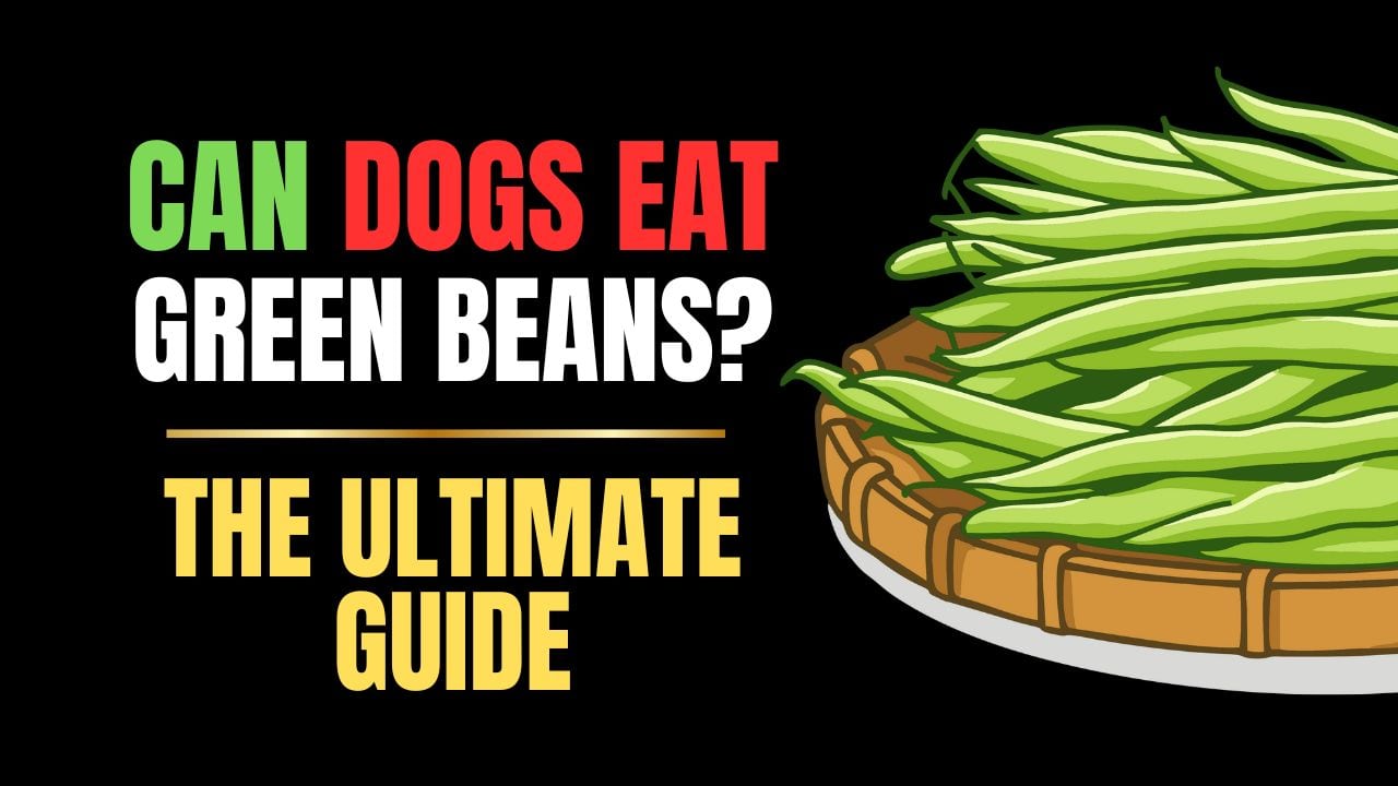 Can Dogs Eat Green Beans?
