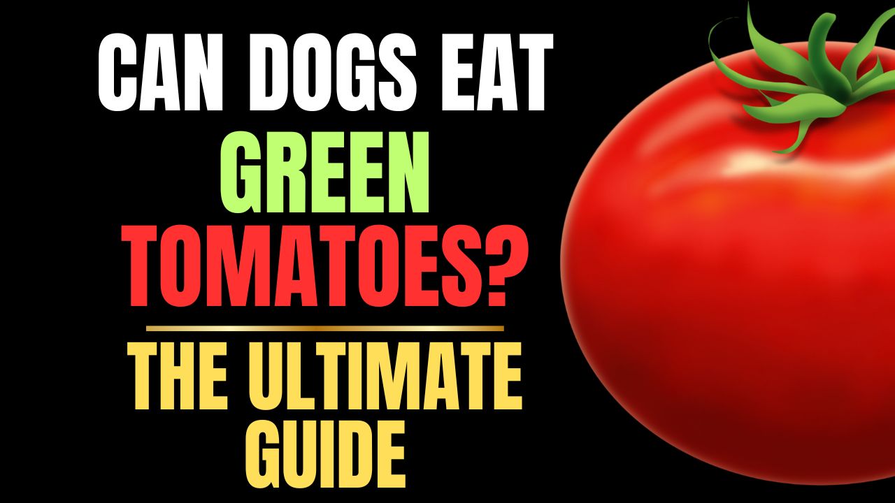 Can Dogs Eat Green Tomatoes?