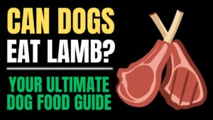 Can Dogs Eat Lamb?