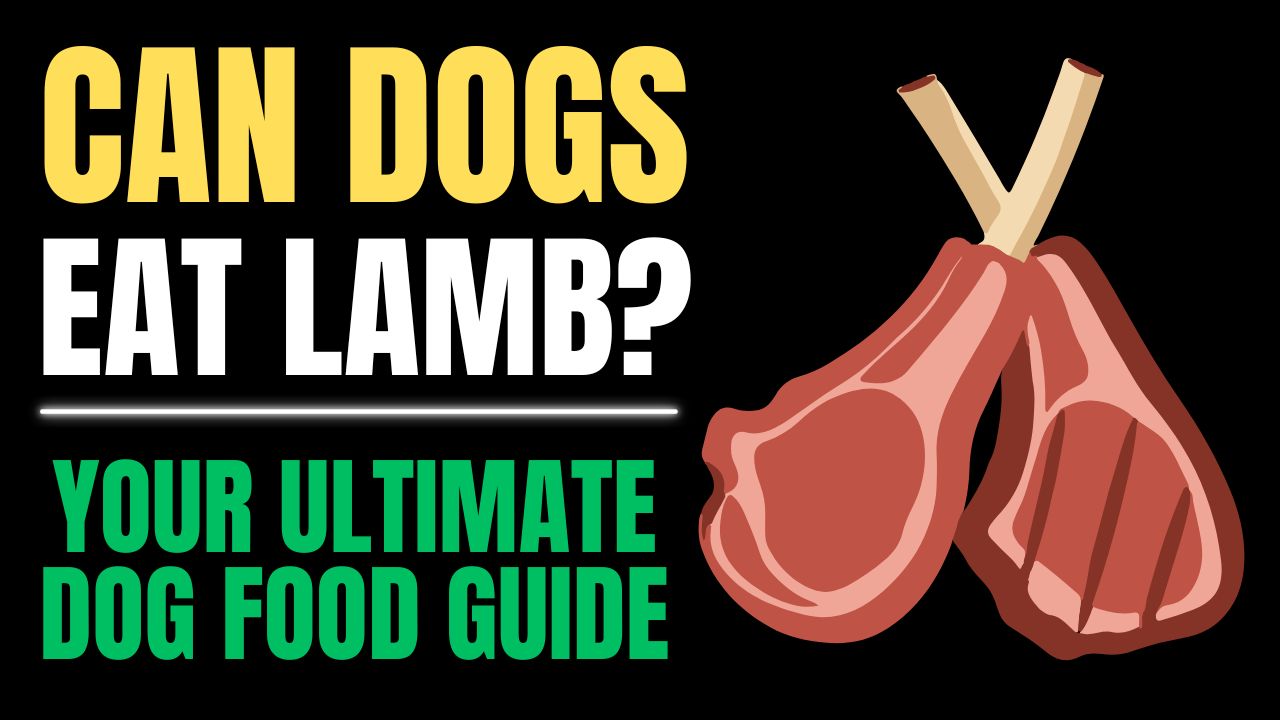 Can Dogs Eat Lamb?