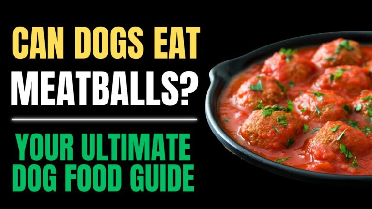 Can Dogs Eat Meatballs?