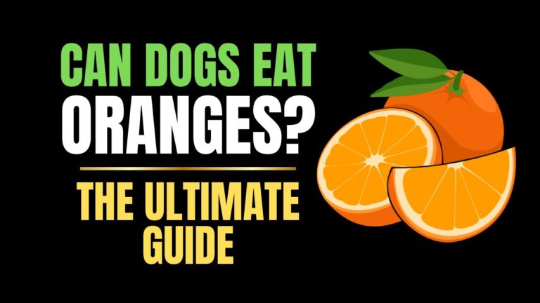 Can Dogs Eat Oranges?