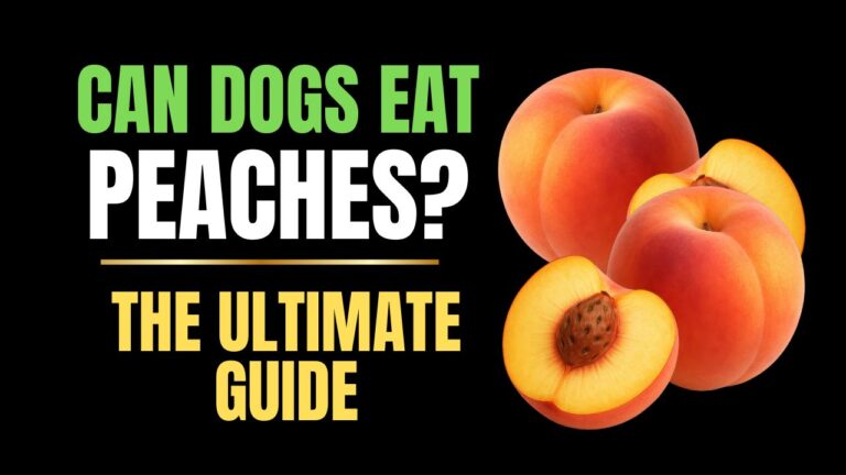 Can Dogs Eat Peaches?