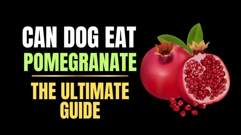 Can Dogs Eat Pomegranate?