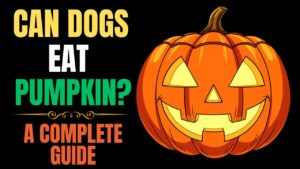 Can Dogs Eat Pumpkin? A Complete Guide